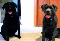 Couple Received Dog Food Days After Losing Pups. Request For Refund Was Met With Beautiful Flowers