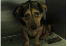 Couple Saw The ‘Saddest Dog’ Photo And Adopts, Despite Warnings From Shelter