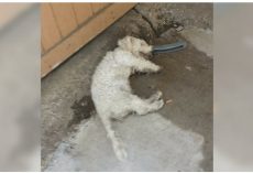 “Dead” Dog Lifted His Head-Up When The Person He’s Been Waiting For Comes To Take Him Home