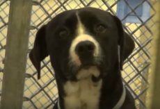 Death Row Dog ‘Freaks Out’ When He Realized He’s Being Adopted Into New Loving Family