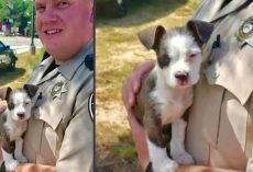 Puppy Abandoned Near A Homeless Camp Picked Up By Kind Deputy