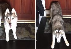 Dad Has To Go To Work, So Stubborn Dog Blocks The Doorway