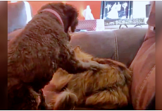Dog Gently Pets Cat And Then Kitty Wakes Up & Gives Pup The Sweetest Embrace