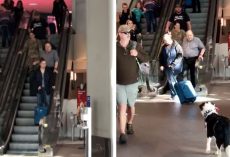 Dog Hasn’t Seen Soldier In 10-Months And Goes Bonkers Once She Spots Her At Airport