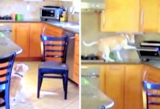 Dog Made ‘Outrageous’ Plan To Steal Chicken Nuggets, Got Caught Red-Handed