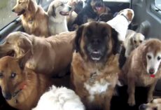 Doggie School Bus Picks Up All Of The Pups And Takes Them To School