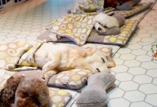 Doggy Daycare Shows Off Their Adorable Puppies During Naptime