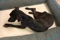 Her Family Starved Her So Badly, Dumped Dog Was Found Eating Her Blanket