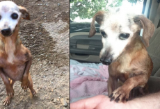 Man Brings Home Dog Found On Busy Freeway, But His Wife Says He Can’t Keep It