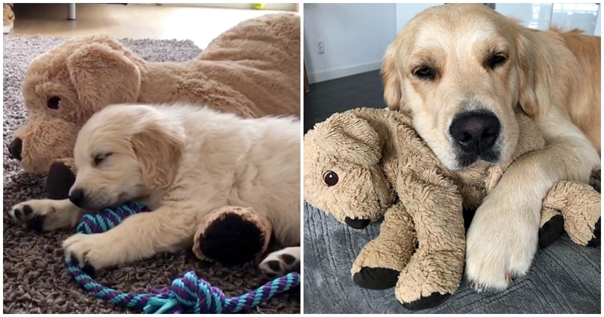 dog with stuffed animal