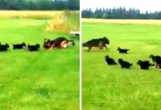 German Shepherd Mama Hatches A Clever Game To Tire Out Her Hyperactive Puppies