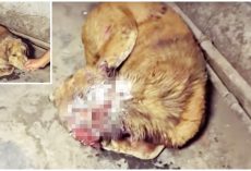 He Gave Into The Maggots That Ate Through His Wound And Lost All Zest For Life