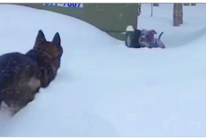 Helpless Dog Stuck In Pile Of Snow And Heroic German Shepherd Lunges To Save Him