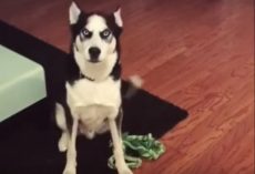 Husky Got A Scolding From Mom & Decided To Throw An ‘Oscar-Winning’ Tantrum