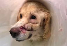 Man Shoots His Pet In The Face Because The Dog Is Always ‘Too Happy’