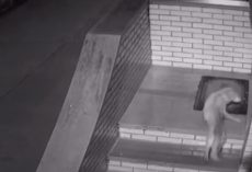 Man Finds Injured Dog In His Home, Swears He Locked The Door Last Night