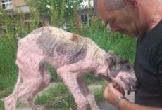 Man Gives Last-Ditch Effort To Save Street Dog On The Brink Of Death