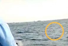 Small Puppy’s Found All Alone Struggling In The Middle Of The Sea