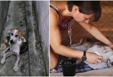 Dying Dog Starving In Alley Way Is Shown The Love He Never Knew Before