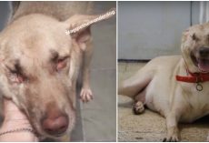 He Shot Her 17 Times, Cut Her Ear Off & Left Her To Rot But Maggie Gets Even