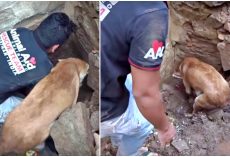 Mama Tries To Dig Out Her Babies After A House Collapsed On Top Of Them