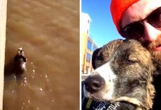 Lost Dog Begins Drowning In Icy River, Stranger Risks Life & Dives In To Save Him