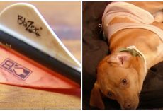 Couple Says Someone Purposely Shot Their Newly Rescued Dog With An Arrow