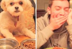 Mom On Holiday Says “Take Good Care Of Dog”, So Her Son Sent Her The ‘Perfect’ Video