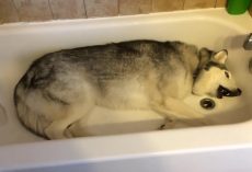 Mom Pulled Back The Shower Curtain To Find Husky In Tub, Throwing “Temper Tantrum”