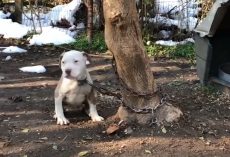 New Law Would Make It Illegal To Chain A Dog Outside 24/7