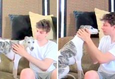 Owners Hoped For The Best And Go On Vacation, Returned & Found Dog Sitter’s Video
