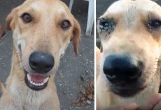 Dog Left Behind On An Island During A Volcanic Eruption Had Nowhere To Go