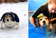 Sick Dog With Morbid Obesity Made New Year’s Resolution To Lose Weight In 2019