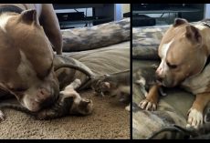Pit Bull Who Loves Cats Finally Gets His Own Litter Of Kittens