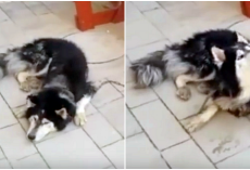 Police Find Missing Husky, Confirm His Identity When He Sings His “Favorite Song”