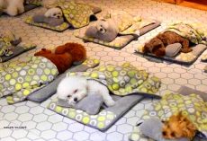 Doggie Daycare Posts Heart-Melting Pictures Of Their Puppies During Naptime