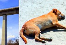 Sick Owner Curses & Throws Puppy 29ft Off An Overpass, Puppy Fighting For Life