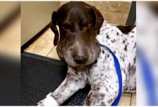 Rattlesnake Latches Onto Dog & Bites Him 5 Times As Dog Tries To Break Free