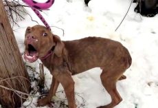 Rescuer Heard A ‘Gut-Wrenching’ Cry For Help, Found Puppy Alone, Wounded & Shivering