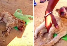 Puppy Hit By Car Lay Lifeless & Bleeding From The Nose, No One Knew What To Do