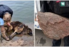 Cruel Humans Tied Heavy Rock To Senior Dog & Dumped Her In River To Drown