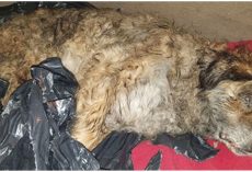Savage Taped His Muzzle Shut, Wrapped Him Garbage Bags & Left Him In Public Park