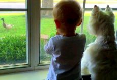 Baby & Dog Push Each Other In An Attempt To Get The Best View Of A Passing Duck