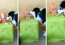 Brilliant Dog Has Become So Skilled At Playing Jenga That She Never Loses A Game
