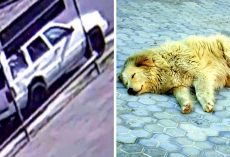 2 Wanted For Shooting Senior Pet Dog & Dumping His Body In Gutter, $5000 Reward