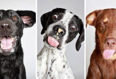 Shelter Takes Photobooth Pictures Of Their Dogs To Help Get Them Adopted