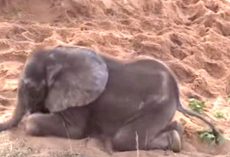 Sick Baby Elephant Was Rejected By The Herd, Becomes New Best Friend With A Dog