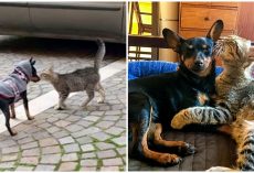 Stray Kitten Waits Outside For Puppy Every Day, 1-Day Pup Decided To Keep Him