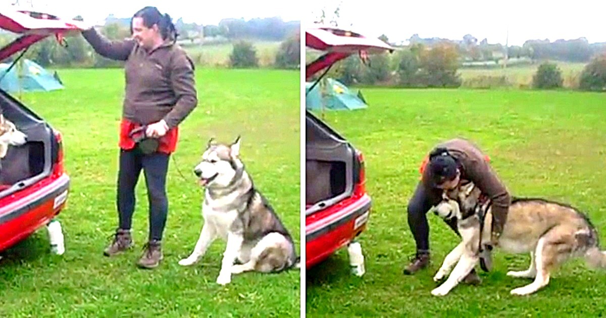 Proud Dog Feels Insulted When Mom Asks Him To Use The Back Door To