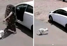 Woman Throws Disabled Dog Out Of Car, Kicks Him Face-First Into The Ground